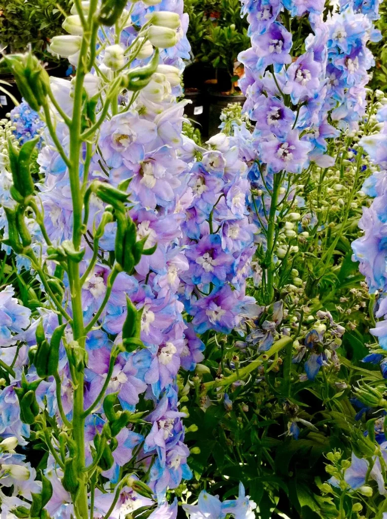 Delphinium-1 - Online Flower Garden Delphinium