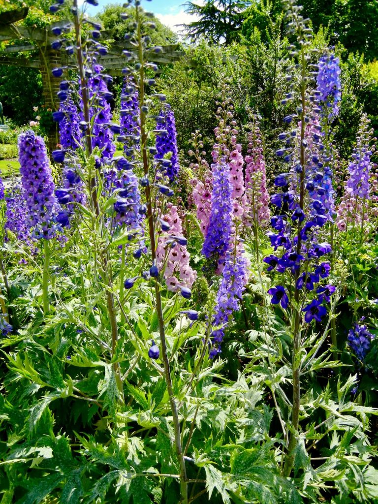 Delphinium-2 - Online Flower Garden Delphinium