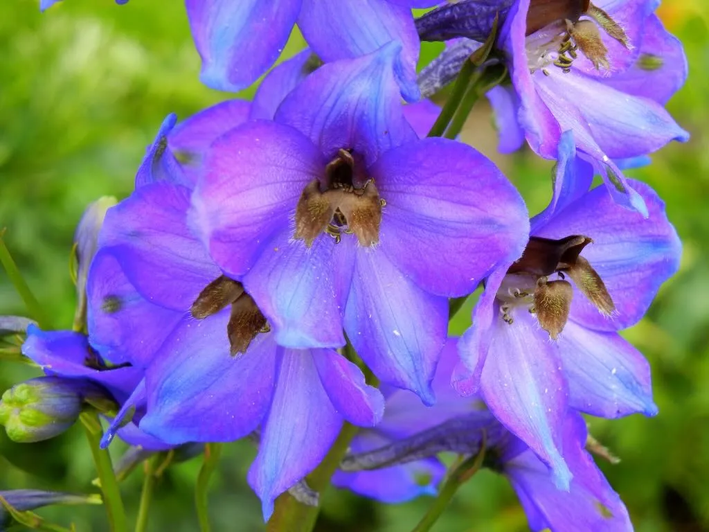 Delphinium - Online Flower Garden Delphinium