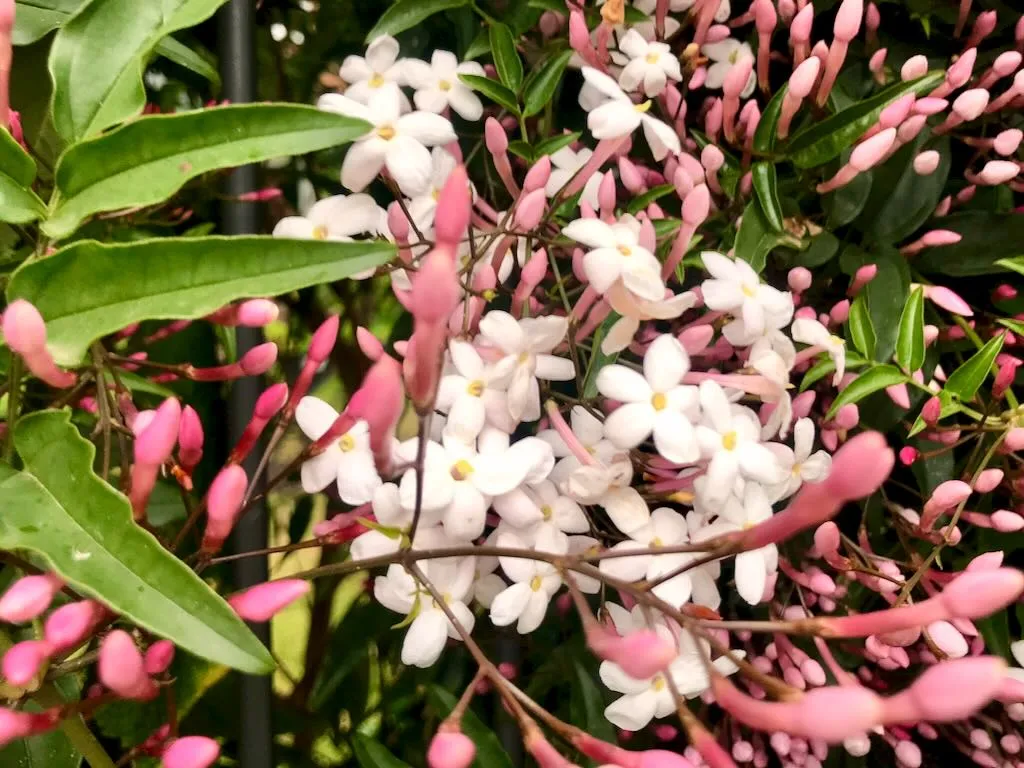Jasminum or Jasmine