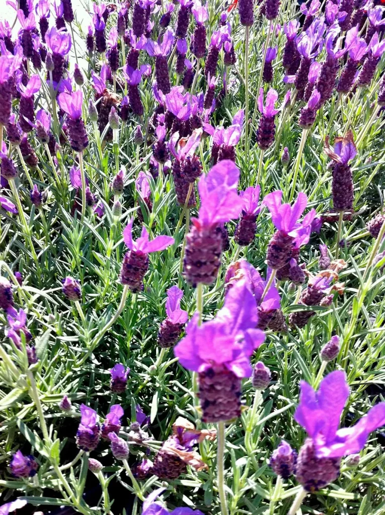 Lavandula or Lavender-1 - Online Flower Garden Lavandula or Lavender