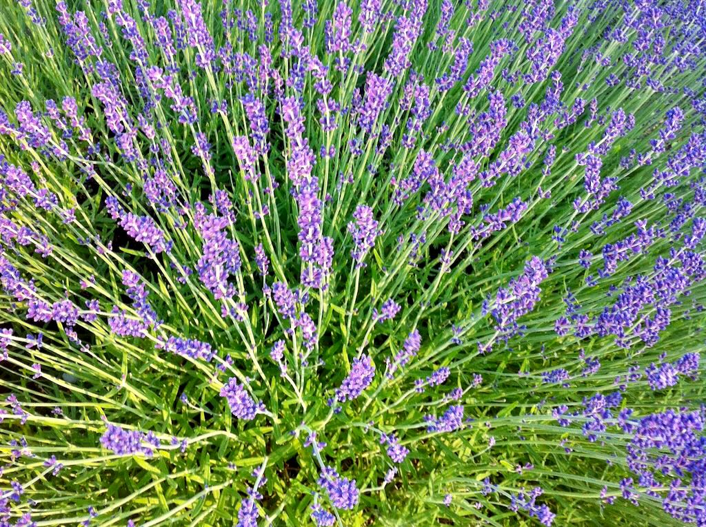 Lavandula or Lavender - Online Flower Garden Lavandula or Lavender