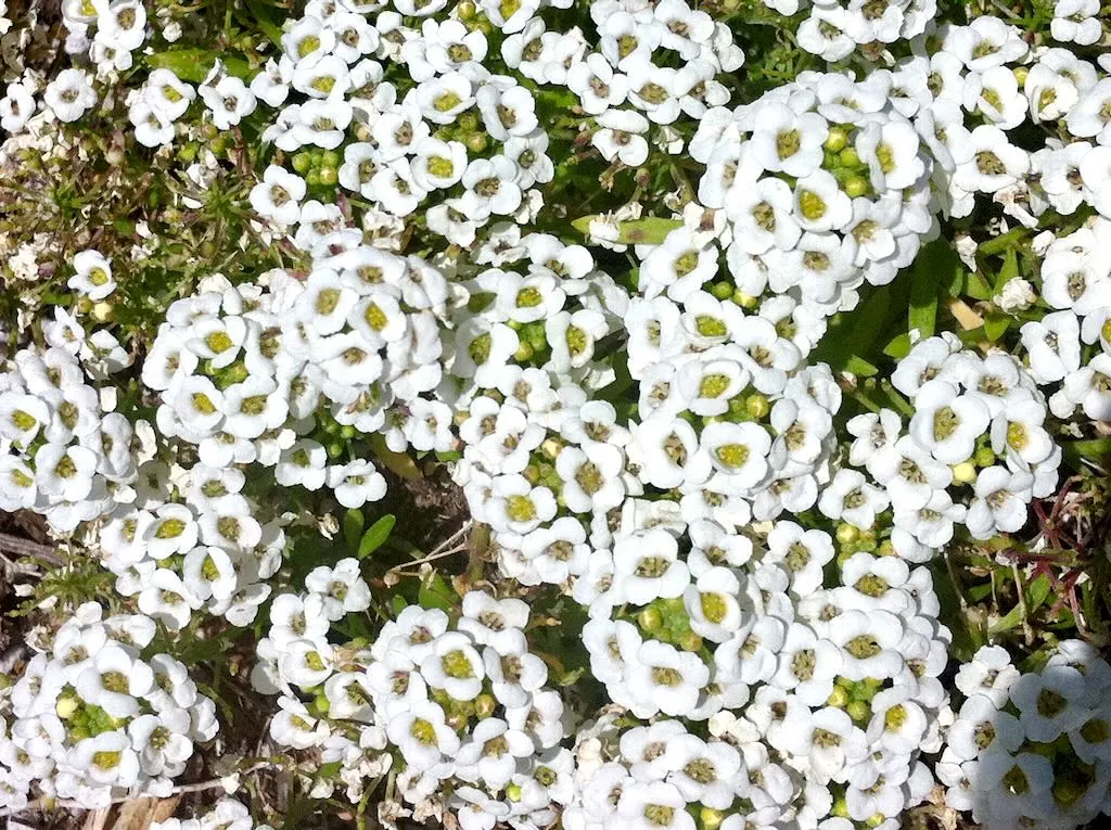 Lobularia maritima or Sweet Alyssum