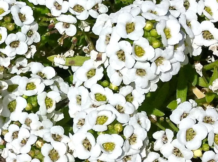 Lobularia maritima or Sweet Alyssum