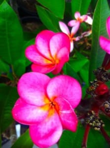 Plumeria @ www.onlineflowergarden.com | Online Flower Garden