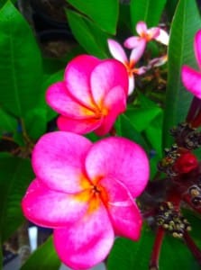 Plumeria @ www.onlineflowergarden.com