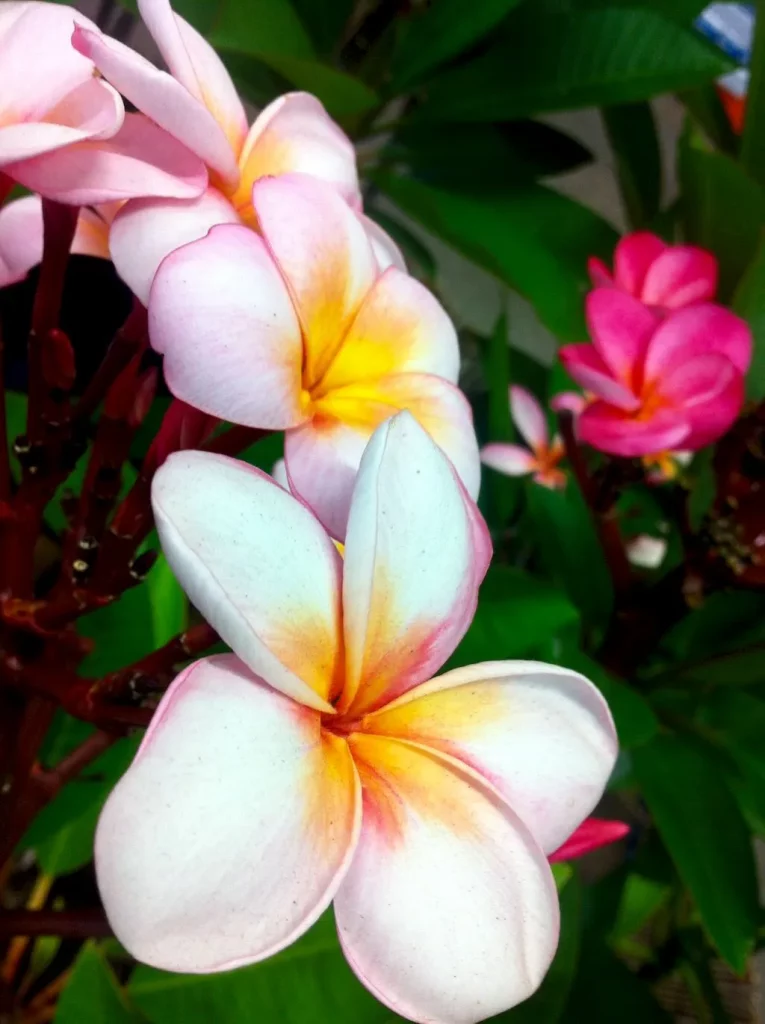 Plumeria or Frangipani