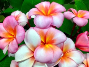 Plumeria or Frangipani