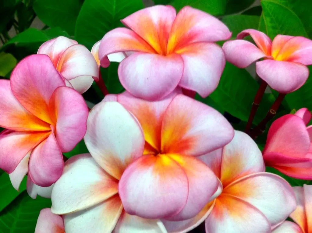 Plumeria or Frangipani