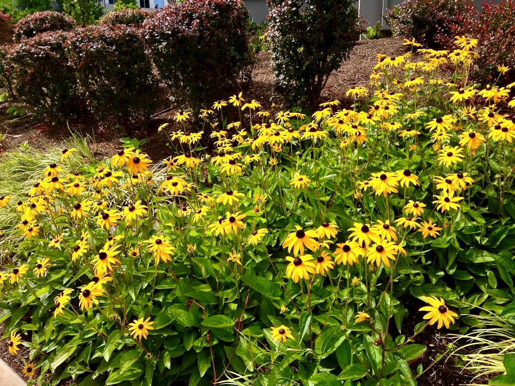 Rudbeckia-1 - Online Flower Garden Rudbeckia