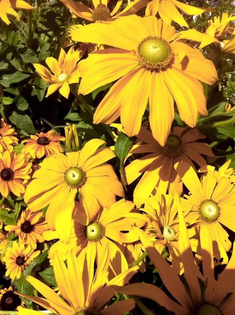 Rudbeckia-2 - Online Flower Garden Rudbeckia