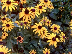 Rudbeckia