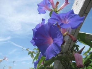 Ipomoea purpurea or Morning Glory | Online Flower Garden
