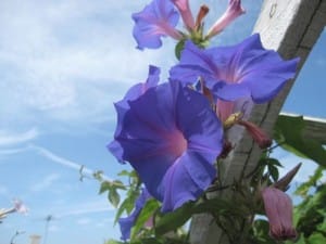 Ipomoea purpurea or Morning Glory