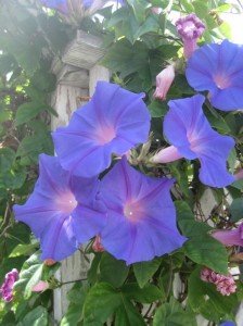 Blue Morning Glory or Ipomoea