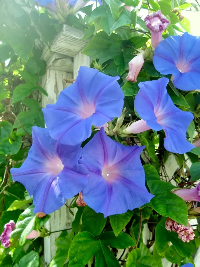 Ipomoea purpurea Morning Glory-1 - Online Flower Garden Ipomoea purpurea or Morning Glory