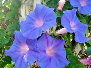 Ipomoea purpurea or Morning Glory
