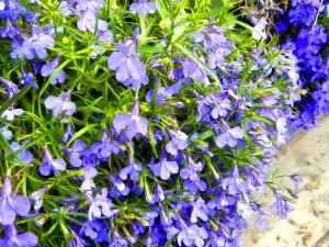 Lobelia erinus or Lobelia