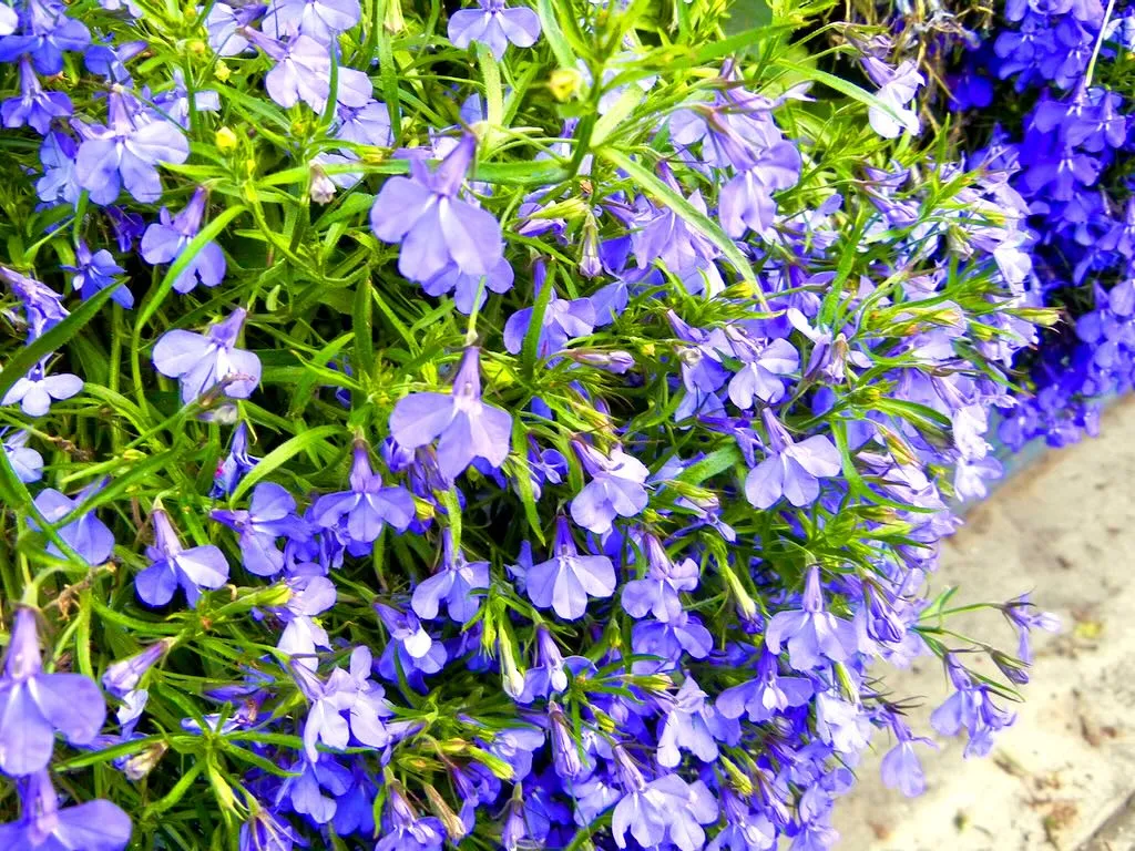 Lobelia erinus or Lobelia - Online Flower Garden Lobelia erinus or Lobelia