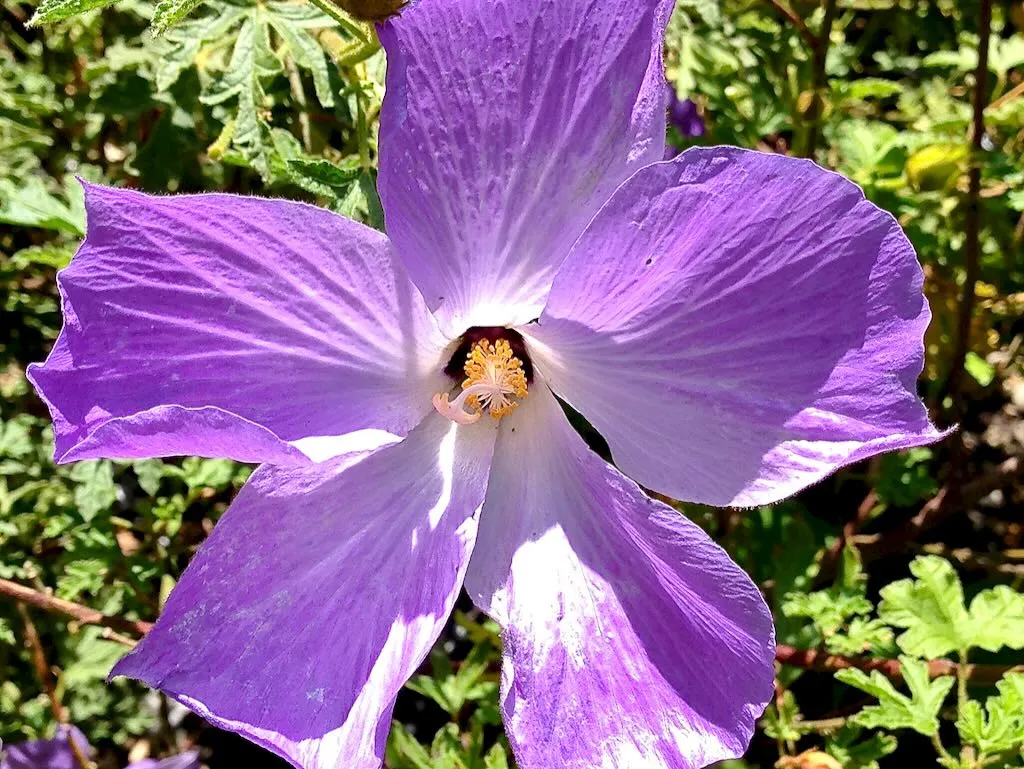 Alyogyne huegelii