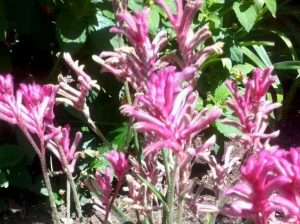 Anigozanthos 'Kanga Pink'