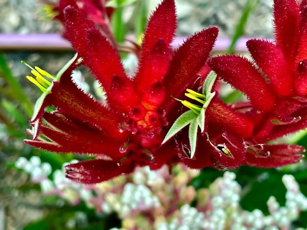 Anigozanthos - Kangaroo Paw - Online Flower Garden Anigozanthos - Kangaroo Paw