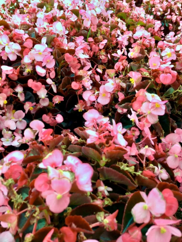 Begonia'Bronze Leaf'