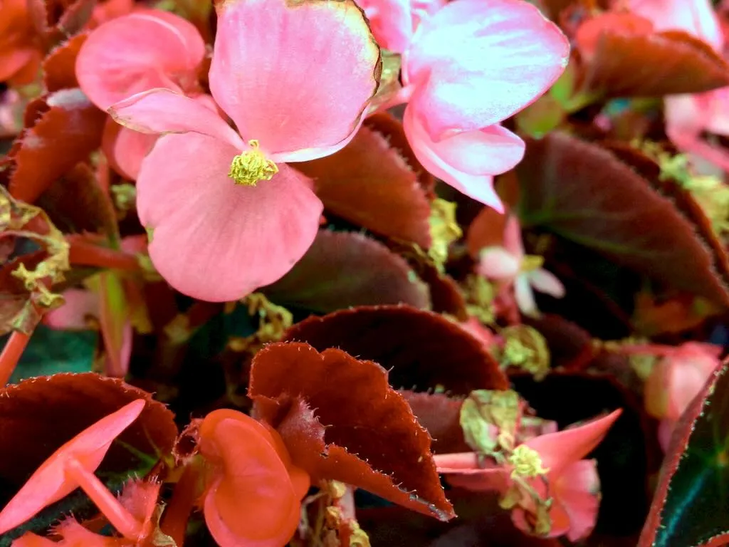 Begonia 'Bronze Leaf'