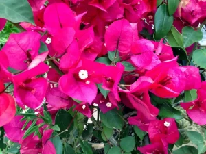 Bougainvillea