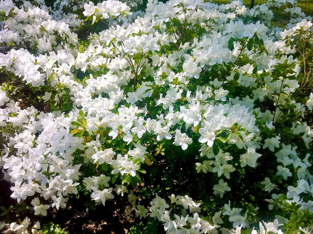 Central Park Azalea - Online Flower Garden Central Park New York in Spring - Azalea