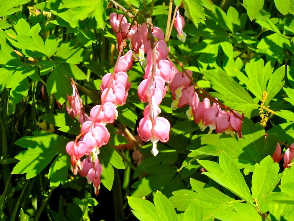 Bleeding Heart or Lamprocapnos spectabilis