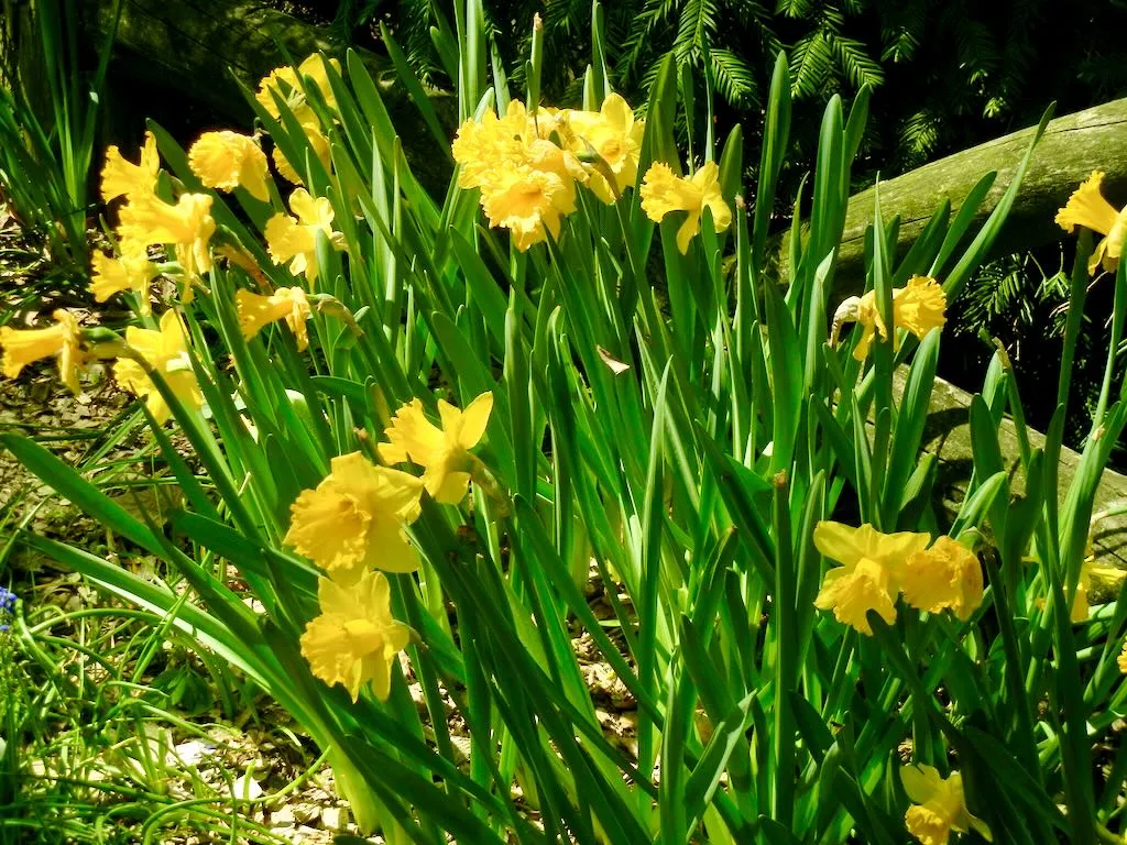 Daffodils Central Park