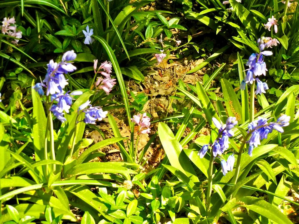 Central Park Hyacinthoides hispanica - Online Flower Garden Hyacinthoides hispanica in Central Park