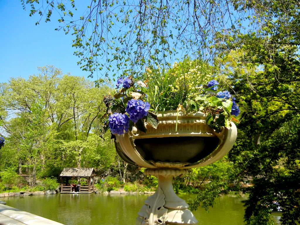 Central Park Hydrangea - Online Flower Garden Central Park in Spring
