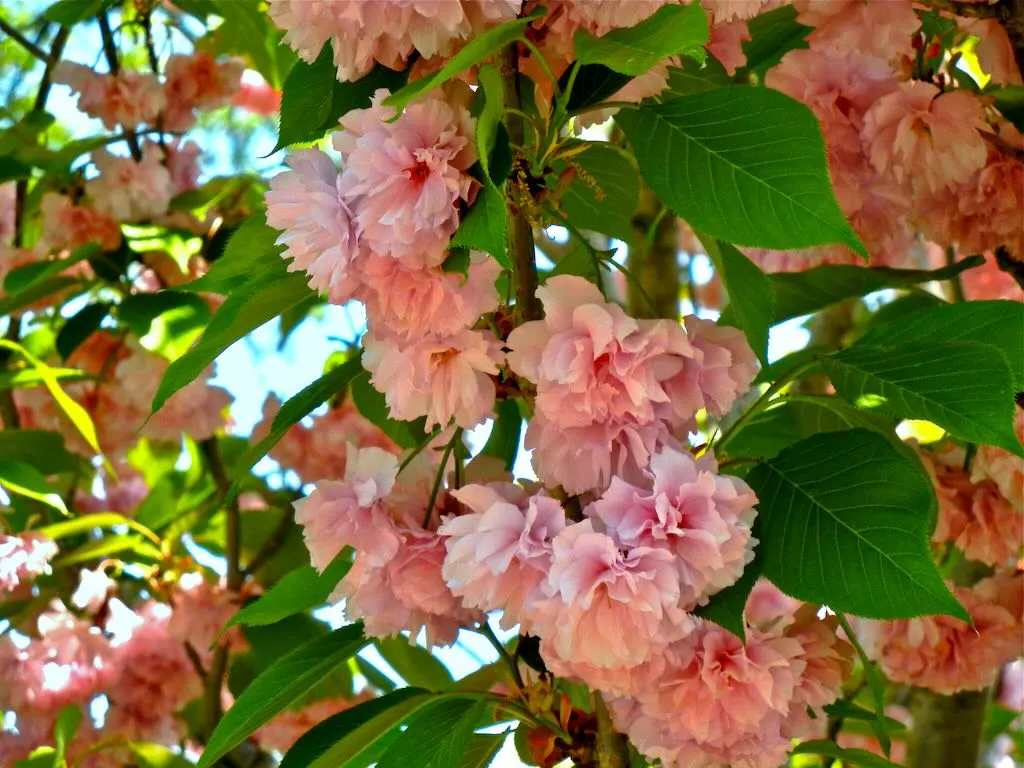Central Park Prunus Serrulata - Online Flower Garden Prunus in Central Park