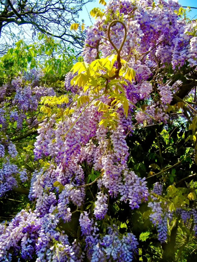 Central Park Wisteria - Online Flower Garden Central Park in Spring