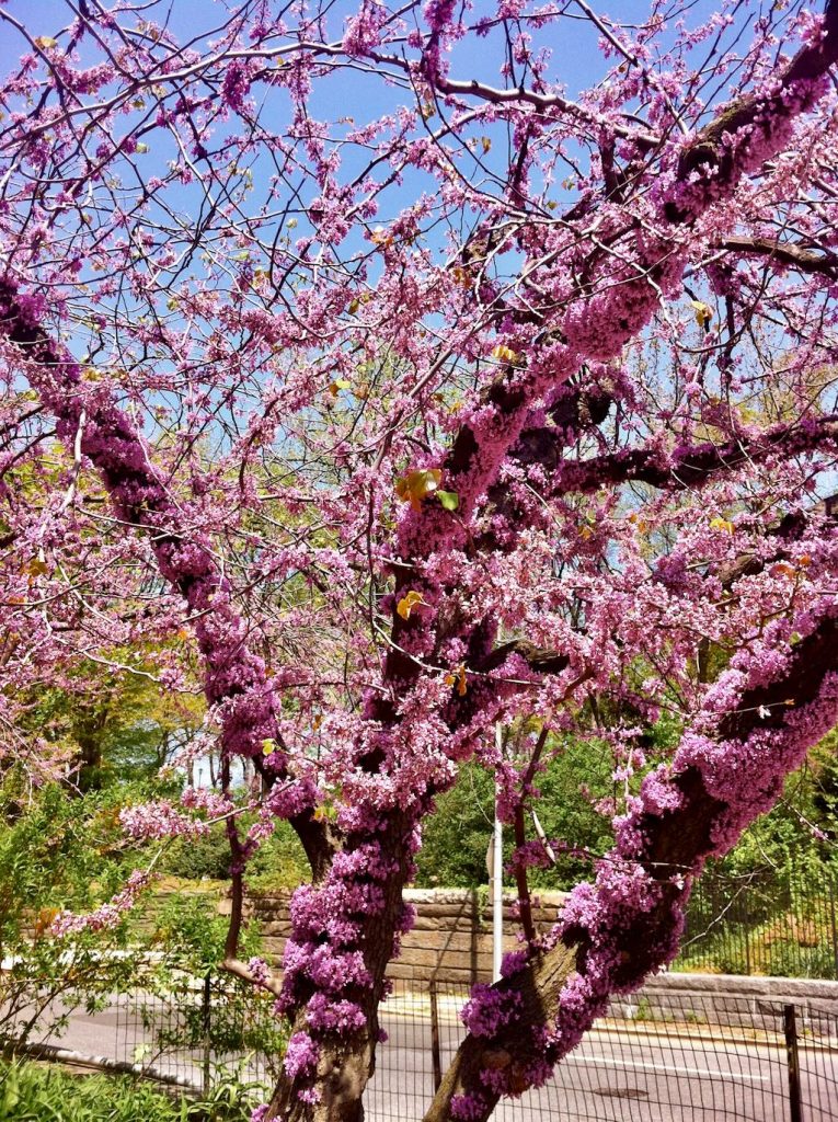 Central Park in New York