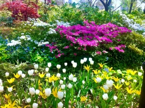 Central Park New York in Spring