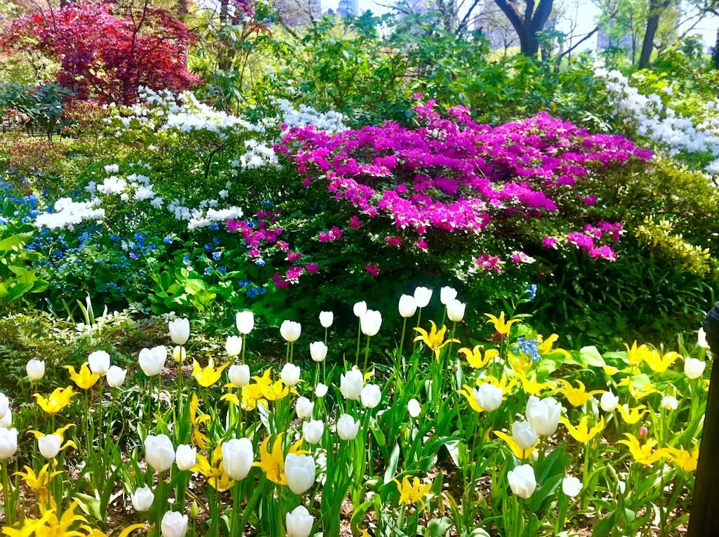 Central Park in Spring - Online Flower Garden Central Park New York in Spring