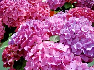 Change the color of Hydrangea