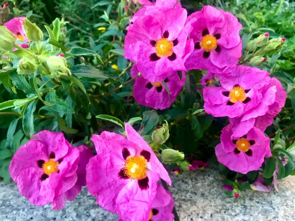 Cistus x purpureus or Rock Rose