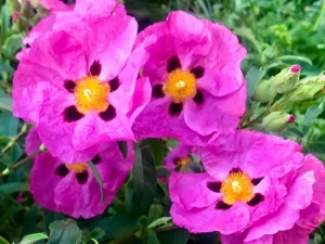 Cistus x purpureus or Rock Rose