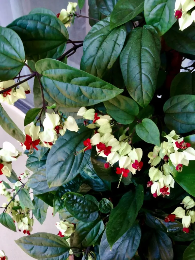 Clerodendrum thomsoniae