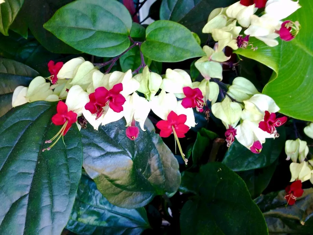 Clerodendrum thomsoniae