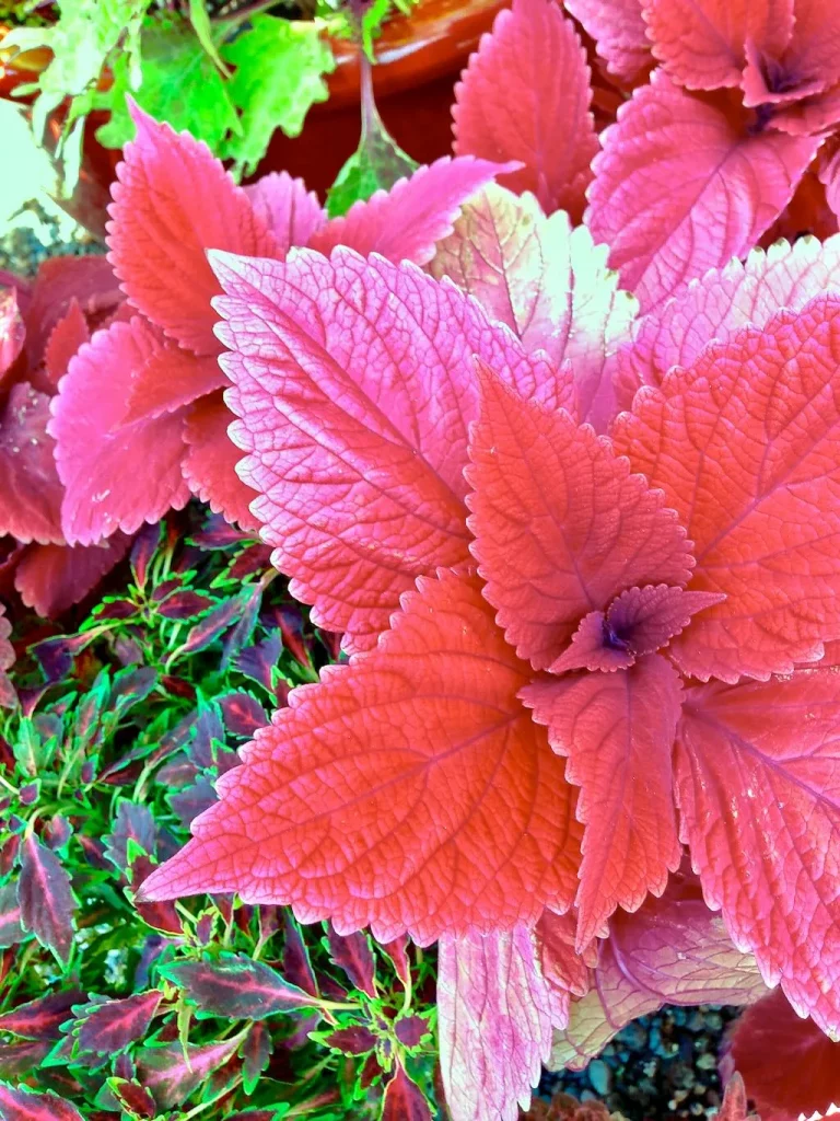 Coleus'Redhead'