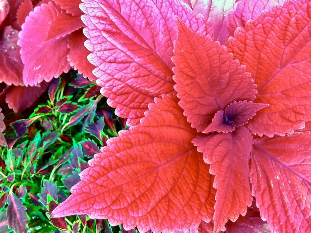Coleus 'Redhead'