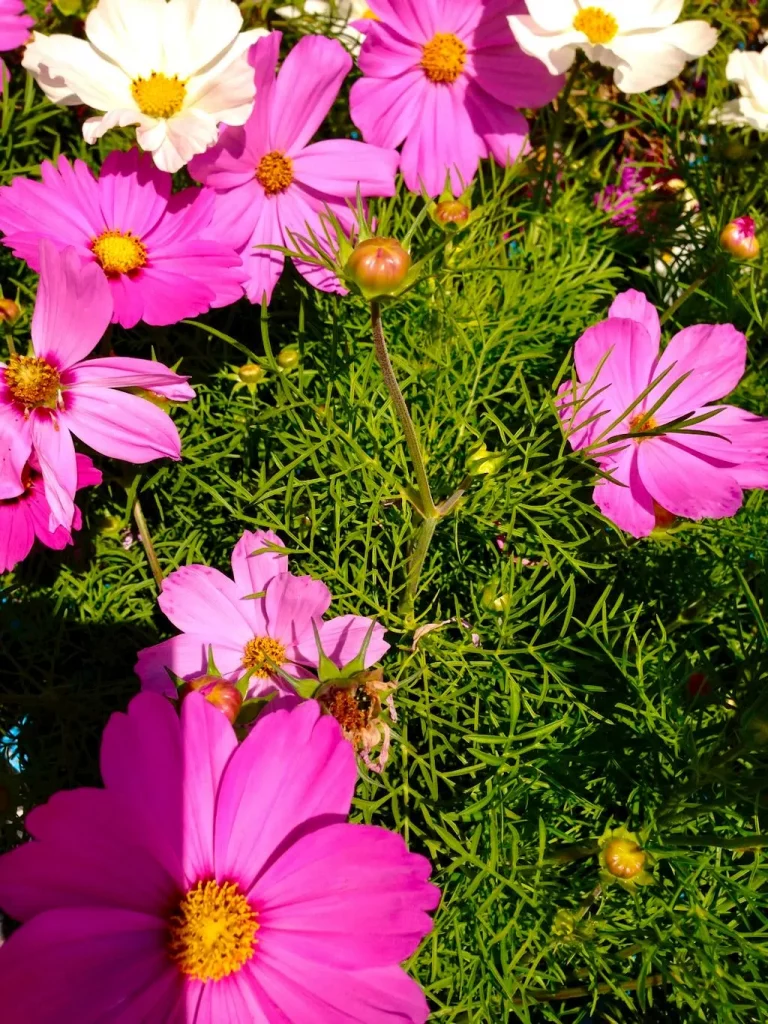Cosmos-1 - Online Flower Garden Cosmos