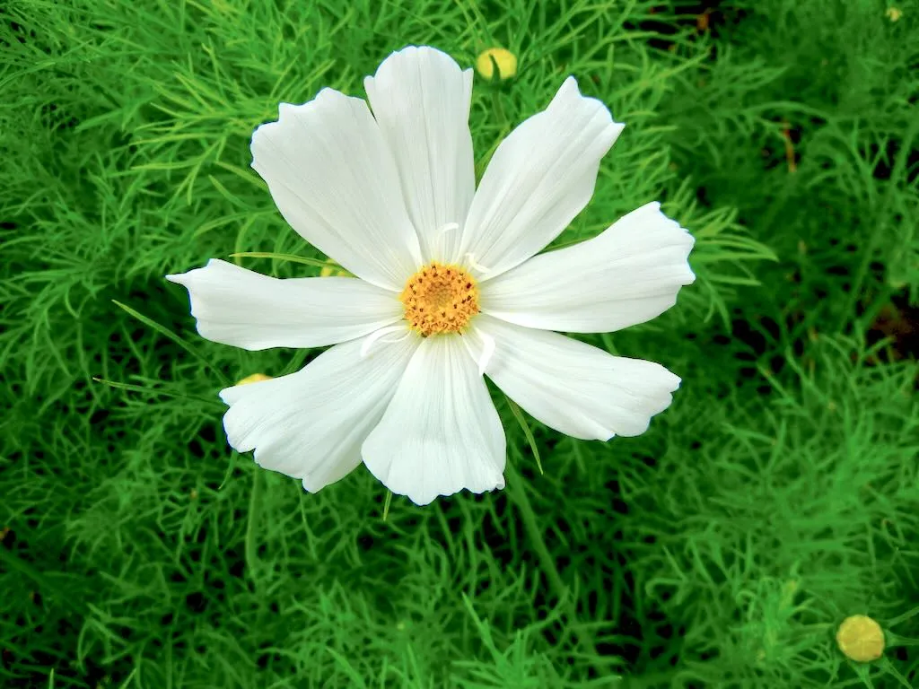 Cosmos - Online Flower Garden Cosmos