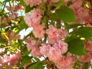 Prunus Serrulata or Cherry Blossom