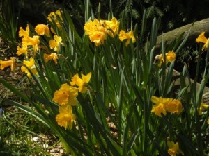 Daffodils www.onlineflowergarden.com